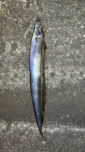 タチウオの釣果