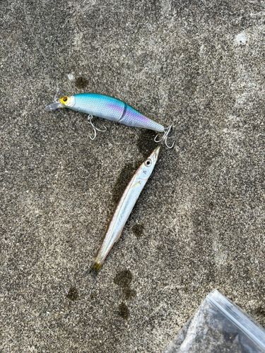 カマスの釣果