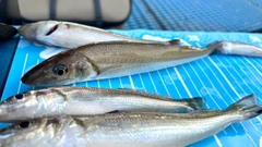 シロギスの釣果
