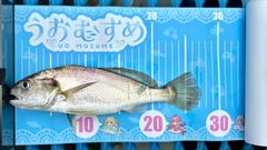 イシモチの釣果
