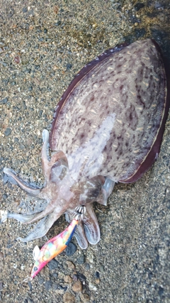 カミナリイカの釣果