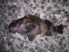ムラソイの釣果