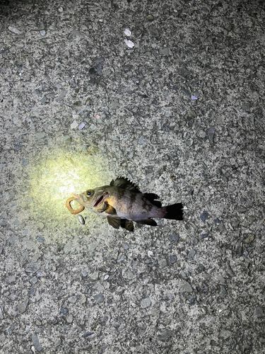 メバルの釣果