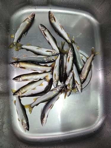 アユの釣果