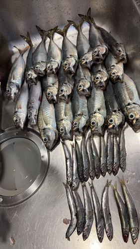 アジの釣果