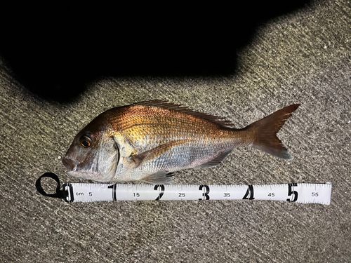 タイの釣果