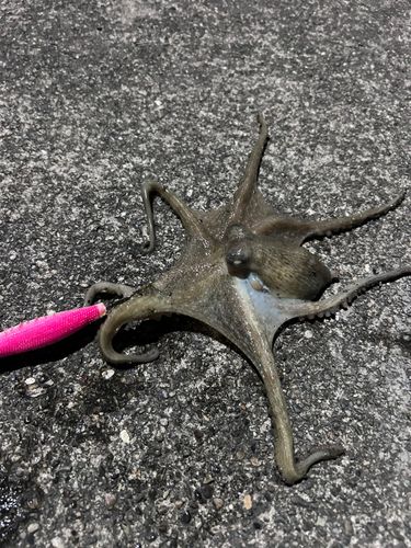 タコの釣果