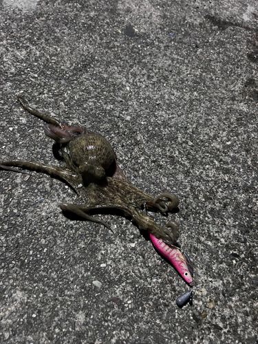タコの釣果