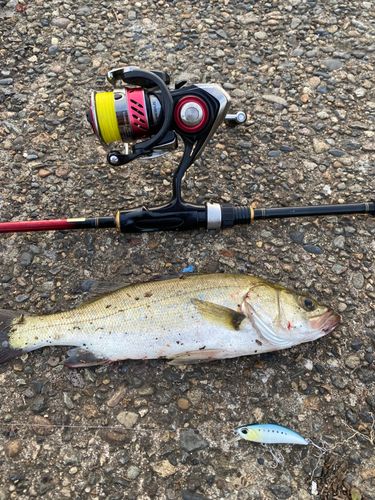 フッコ（マルスズキ）の釣果