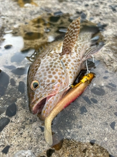 オオモンハタの釣果