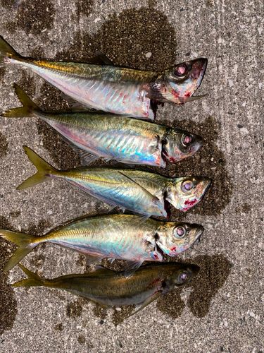 アジの釣果