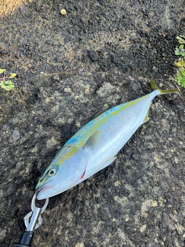 イナダの釣果