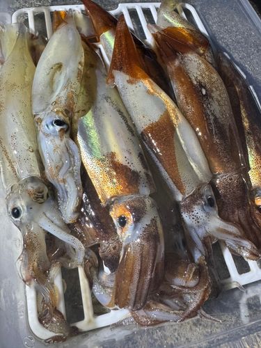 ムギイカの釣果