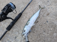 マサバの釣果