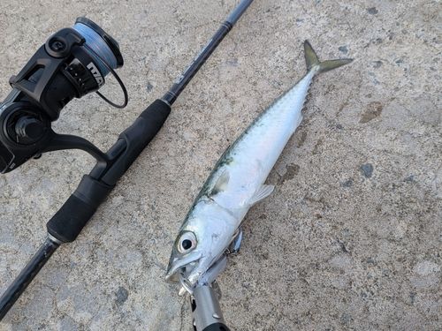 マサバの釣果
