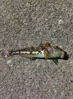 アサヒアナハゼの釣果