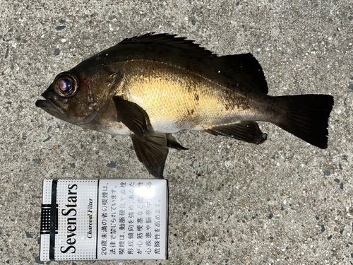 メバルの釣果
