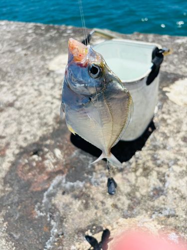 ヒイラギの釣果