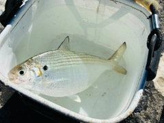 リュウキュウドロクイの釣果