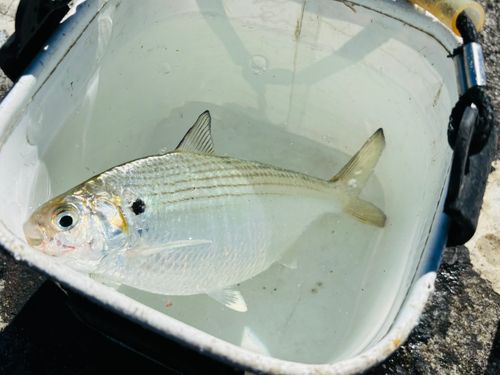 リュウキュウドロクイの釣果