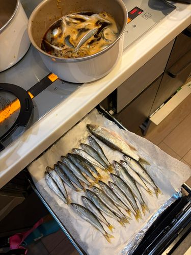 コアユの釣果