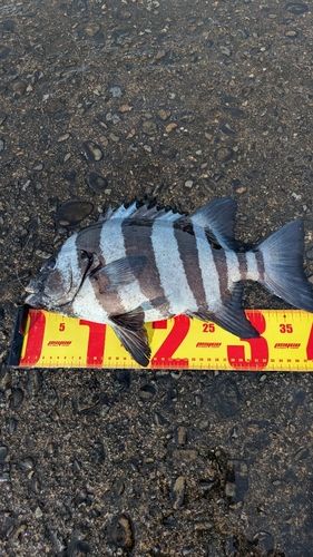 イシダイの釣果