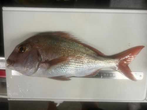 タイの釣果
