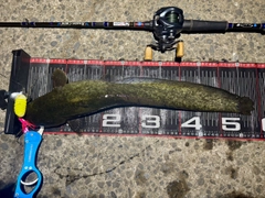 ナマズの釣果