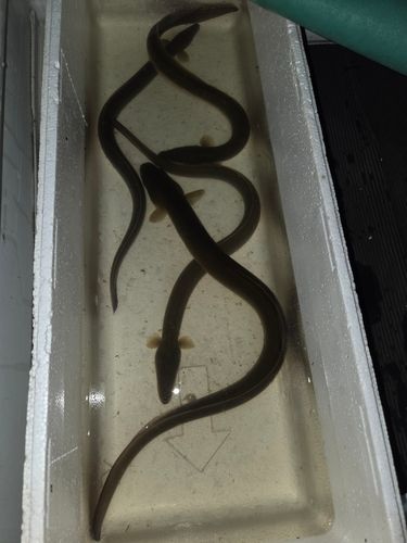ウナギの釣果