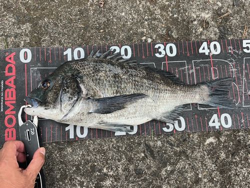 チヌの釣果