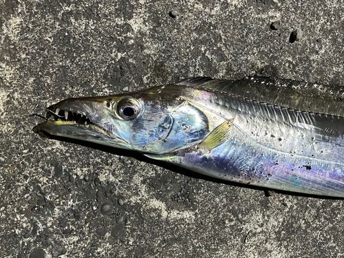タチウオの釣果