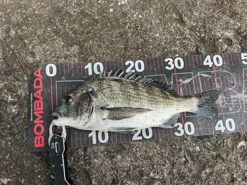 チヌの釣果