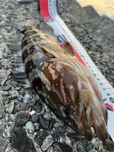 クエの釣果