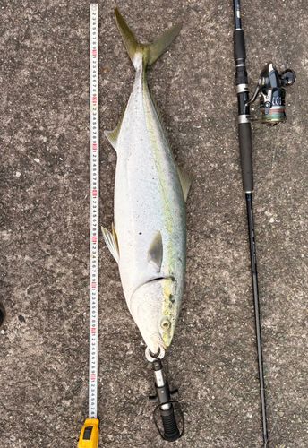 メジロの釣果