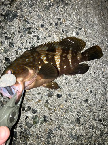 アコウの釣果