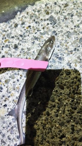 サメの釣果