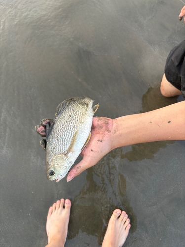 イシモチの釣果