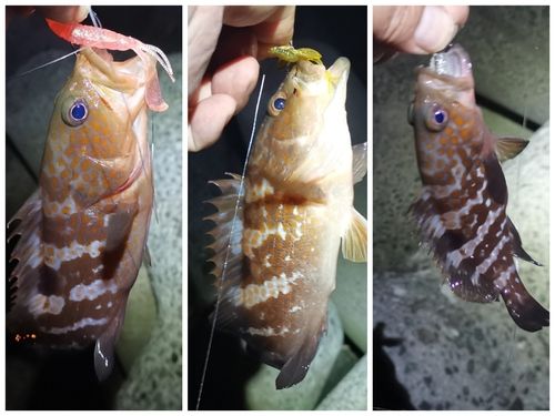 アコウの釣果