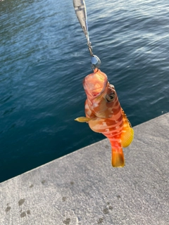 アカハタの釣果