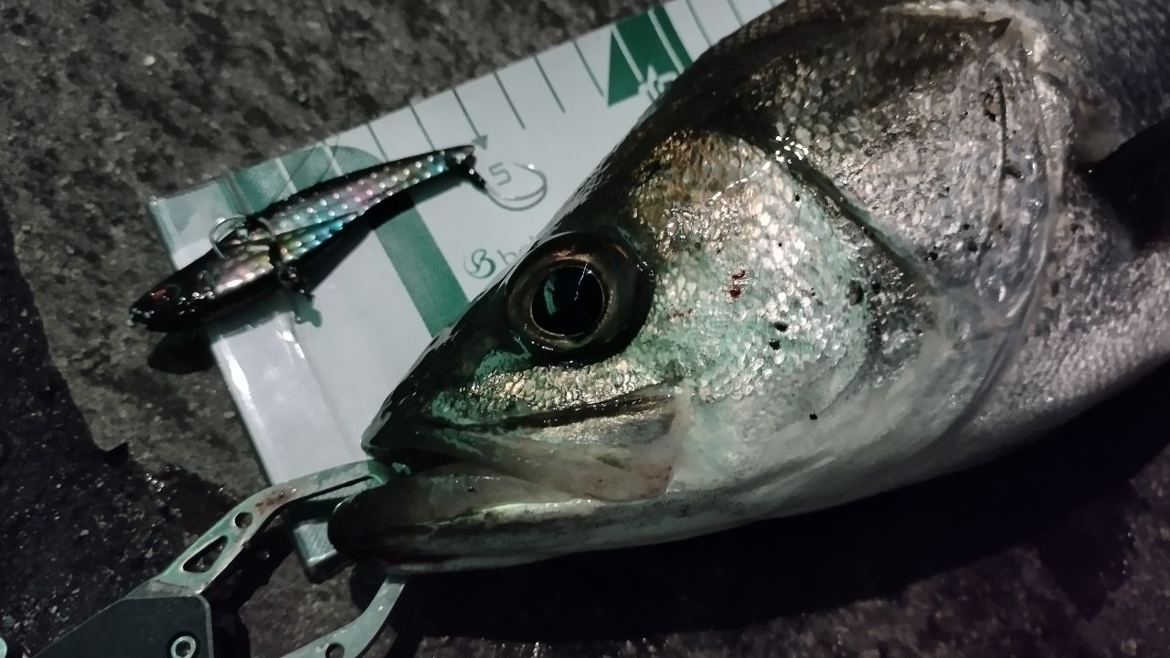 SHIMANO ディアルーナ MB S900ML-4の最安値・インプレ・釣果 | 本音の