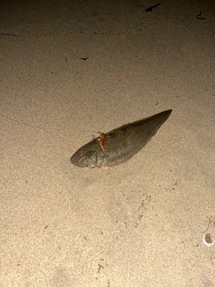 シタビラメの釣果