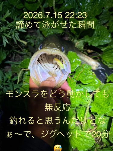 セイゴ（マルスズキ）の釣果