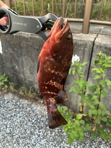 アコウの釣果