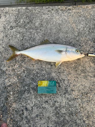 ツバスの釣果