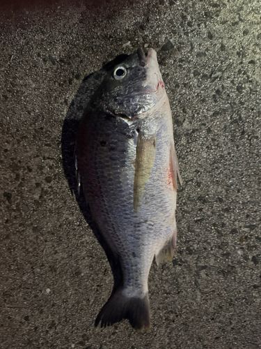 キチヌの釣果