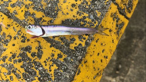 カタクチイワシの釣果