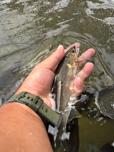 アユの釣果