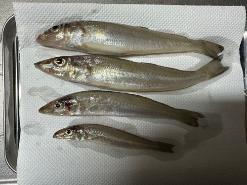 キスの釣果