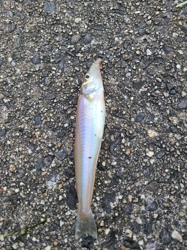 シロギスの釣果