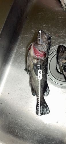 クロソイの釣果
